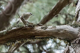 Corsican Nuthatch