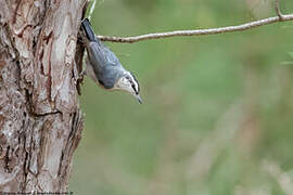 Corsican Nuthatch