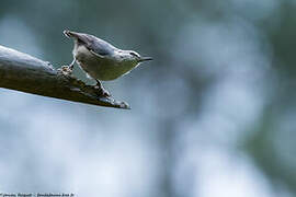 Corsican Nuthatch