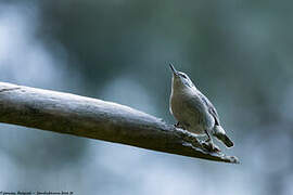 Corsican Nuthatch