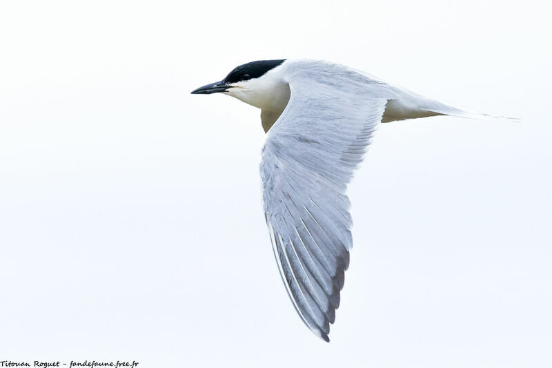 Gull-billed Tern