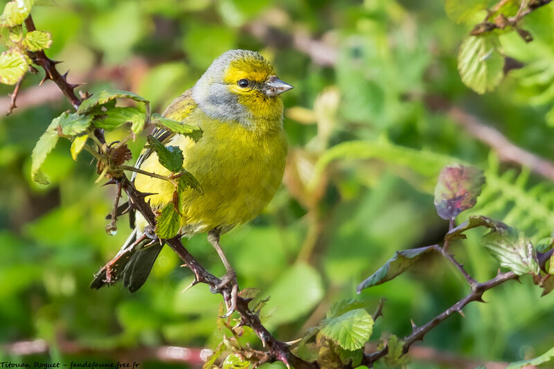 Corsican Finch