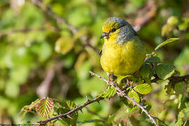 Corsican Finch