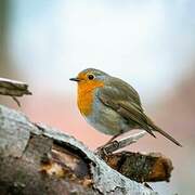 European Robin