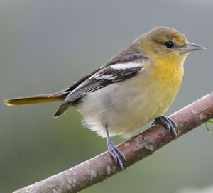Bullock's Oriole : Pictures.