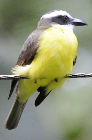 Boat-billed Flycatcher : Pictures.