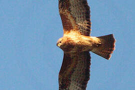 Common Buzzard (vulpinus)