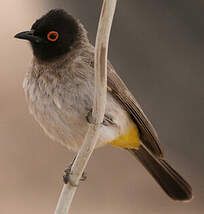 Bulbul brunoir