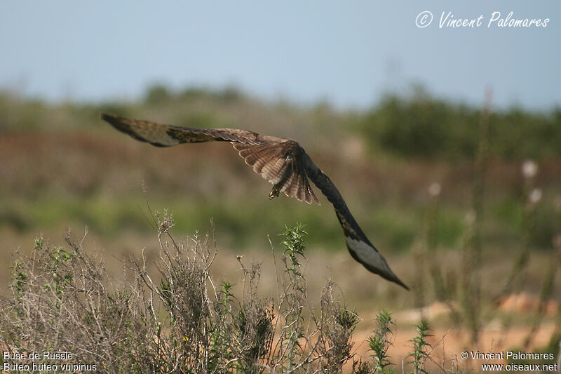 Buse des steppes