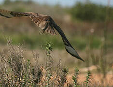 Buse des steppes