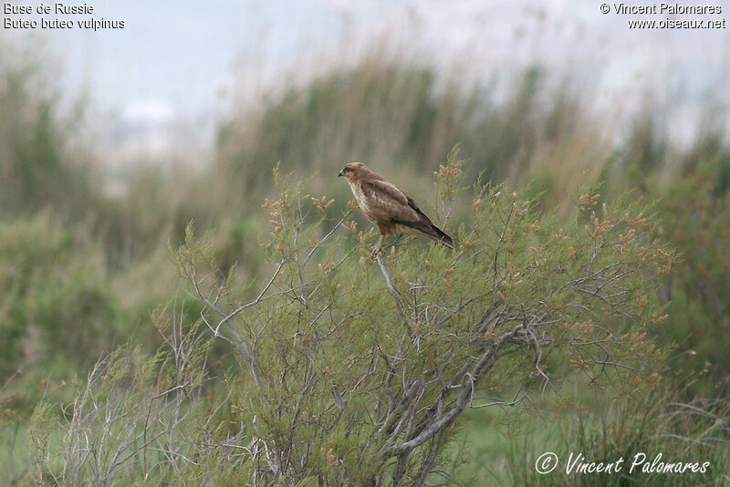 Buse des steppes