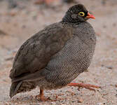 Francolin à bec rouge