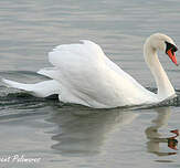 Cygne tuberculé