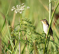 Phragmite aquatique