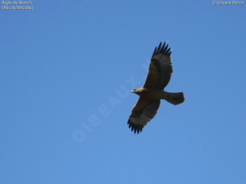 Aigle de Bonelli1ère année, Vol