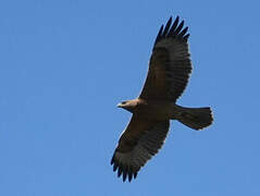 Bonelli's Eagle