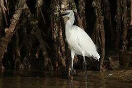 Aigrette garzette