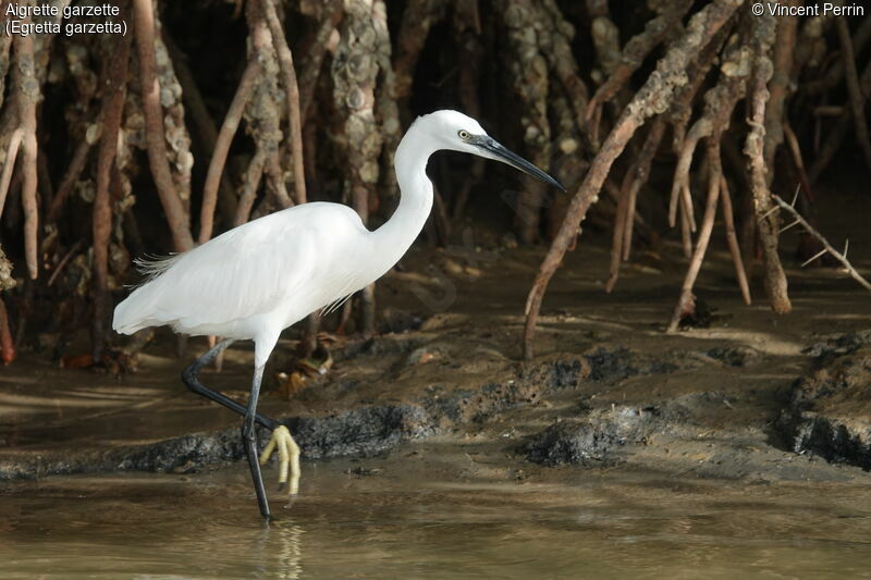 Little Egret