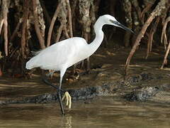 Aigrette garzette