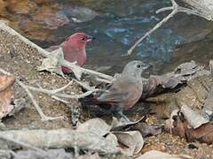 Black-bellied Firefinch