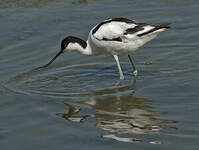 Avocette élégante