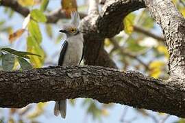 White-crested Helmetshrike