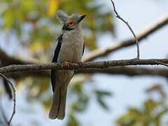 White-crested Helmetshrike