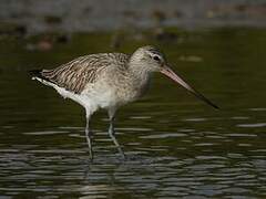 Bar-tailed Godwit