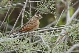 Gosling's Bunting