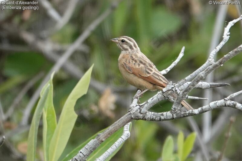 Gosling's Bunting