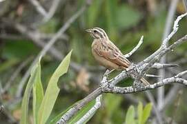 Gosling's Bunting