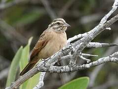 Gosling's Bunting