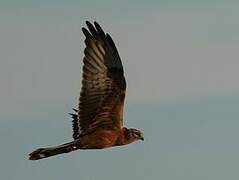 Montagu's Harrier