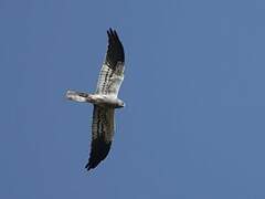 Montagu's Harrier