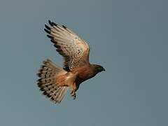 Grasshopper Buzzard