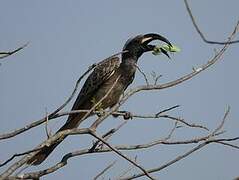 African Grey Hornbill