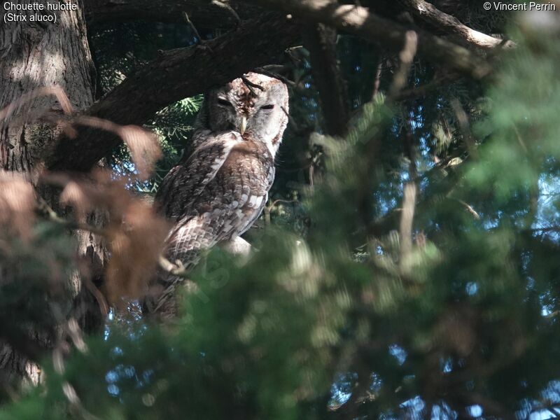 Tawny Owl