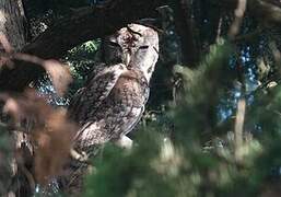 Tawny Owl