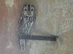 Tawny Owl