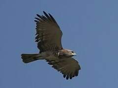 Beaudouin's Snake Eagle