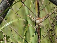 Winding Cisticola