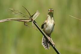 Winding Cisticola