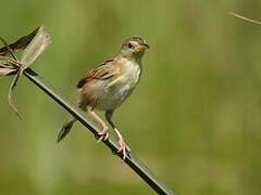 Winding Cisticola