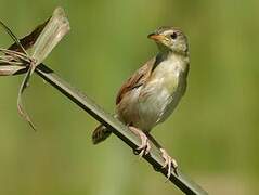 Winding Cisticola