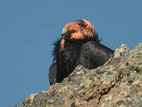 Condor de Californie