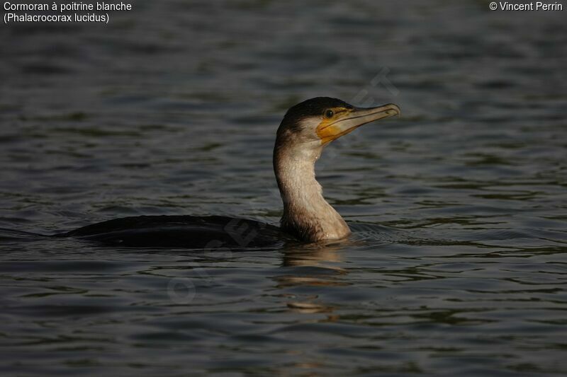 Cormoran à poitrine blanche