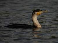 Cormoran à poitrine blanche