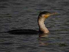 Cormoran à poitrine blanche