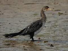 Reed Cormorant