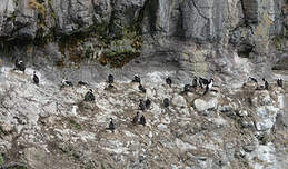 Cormoran des Kerguelen